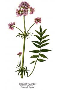 plant de valériane